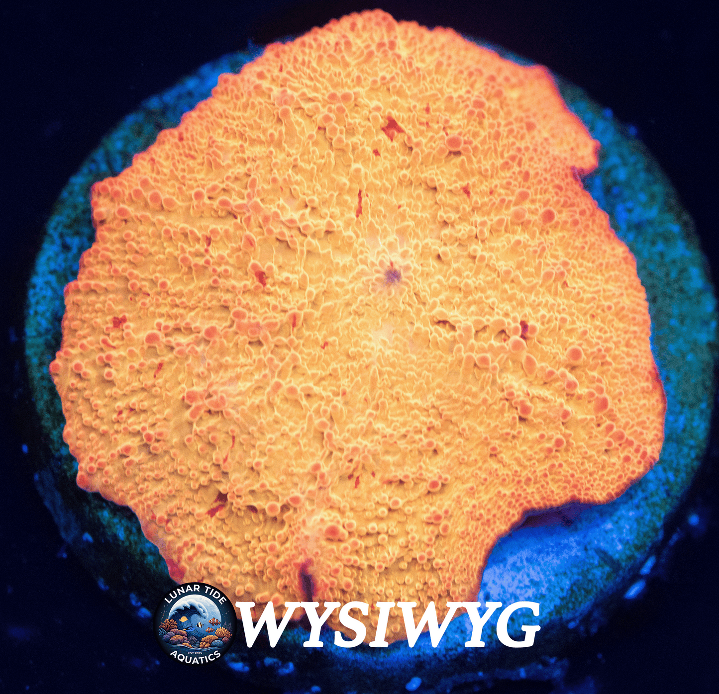 LTA OG Poletti Jawbreaker Mushroom