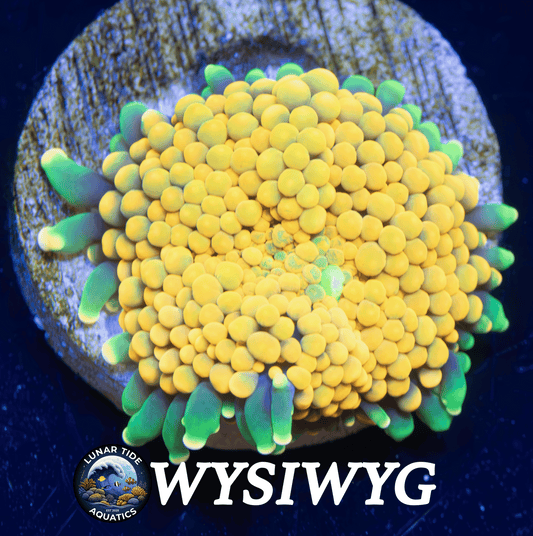 LTA Orange Splatter Ricordea