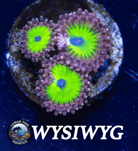 LTA 3-Polyps Pink Hippo Zoanthids