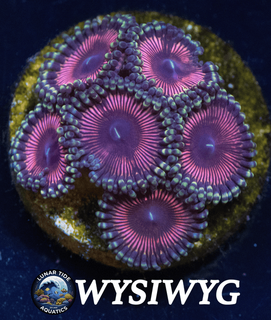LTA 6-Polyps Pink Passion Zoanthids