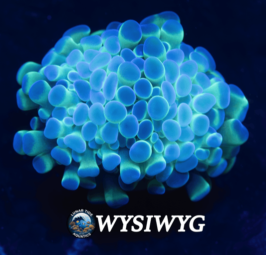 LTA Rainbow Hologram Hammer