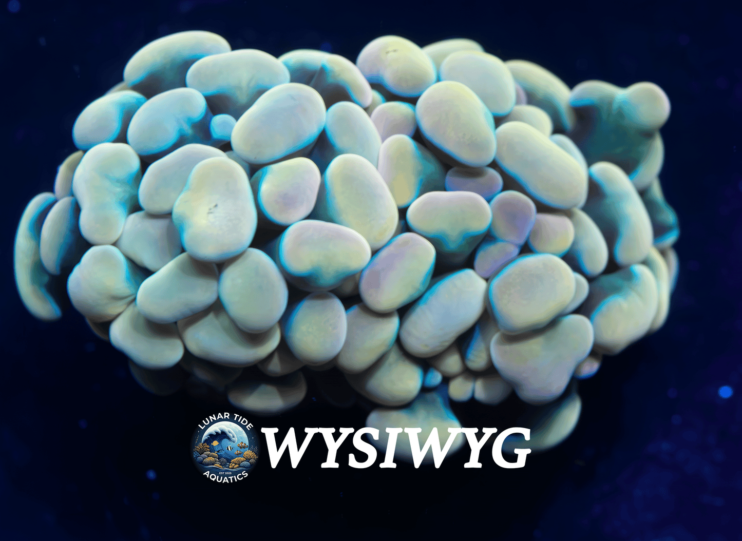 LTA Raspberry Rainbow Gold Hammer