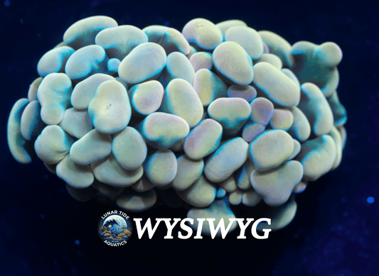 LTA Raspberry Rainbow Gold Hammer