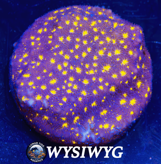 LTA Stargazer Leptoseris