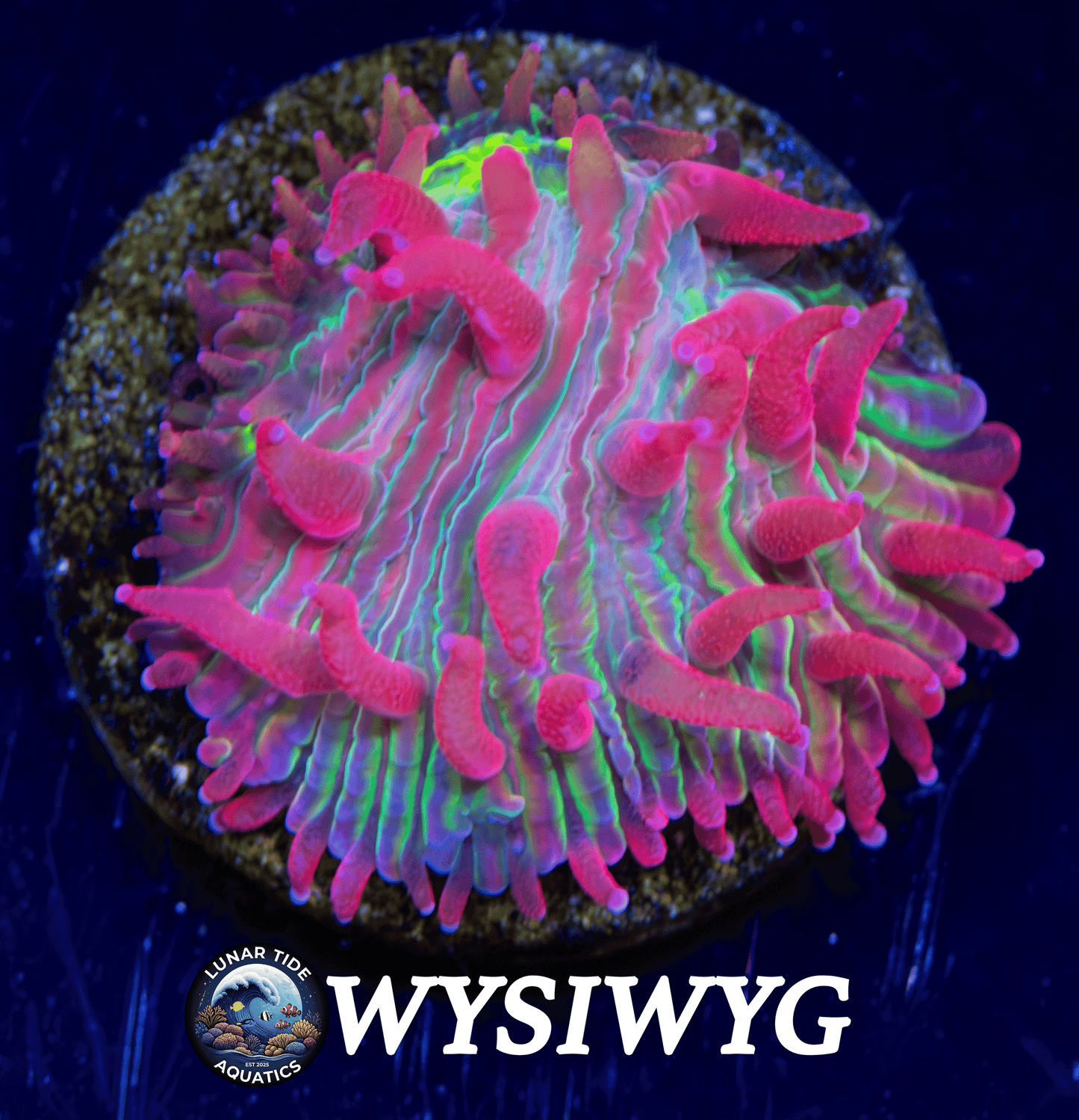 LTA Super Nova Plate