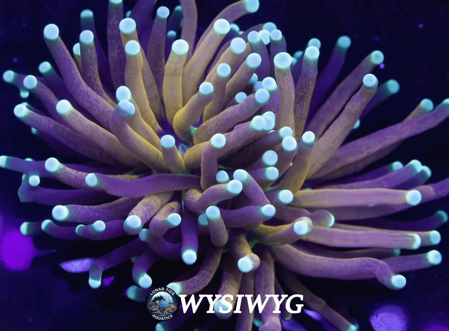 LTA Splitting Head Tiger Torch