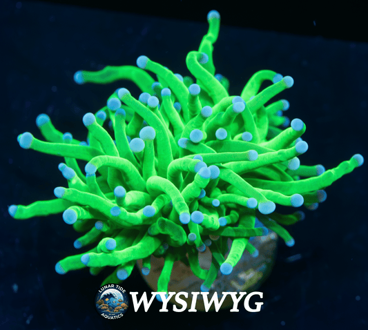 LTA Single Head Todd’s Torch