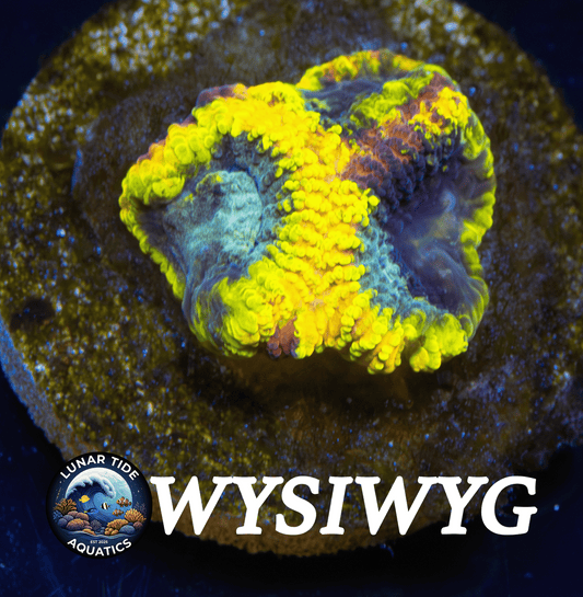 LTA Yellow Submarine Favia