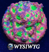 JF Dayglo Favites