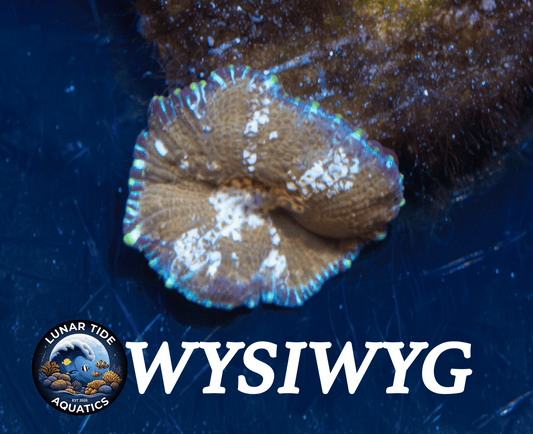 LTA Neglecta Mushrom