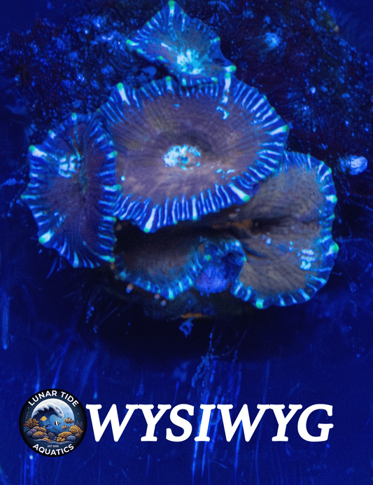 LTA Neglecta Mushrom Cluster