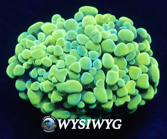 LTA Radioactive Glow Hammer