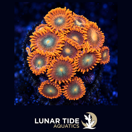 Lunar Tide Aquatics coral photo