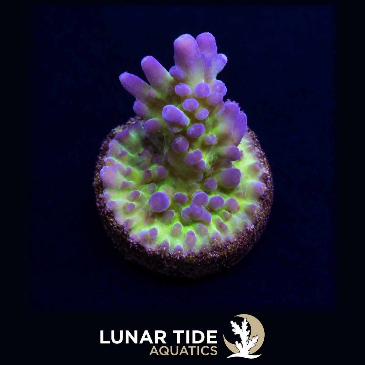 JF Frankie's Kryptonite Acro coral