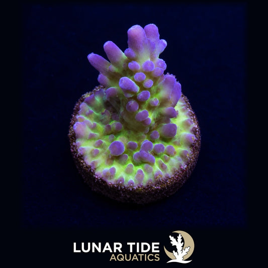 JF Frankie's Kryptonite Acro coral