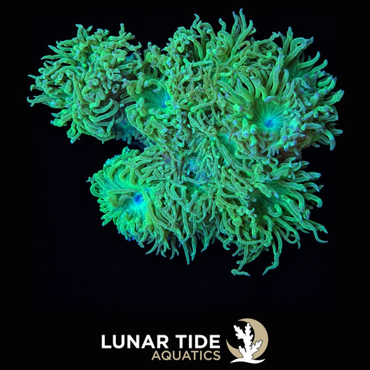 Duncan Coral coral