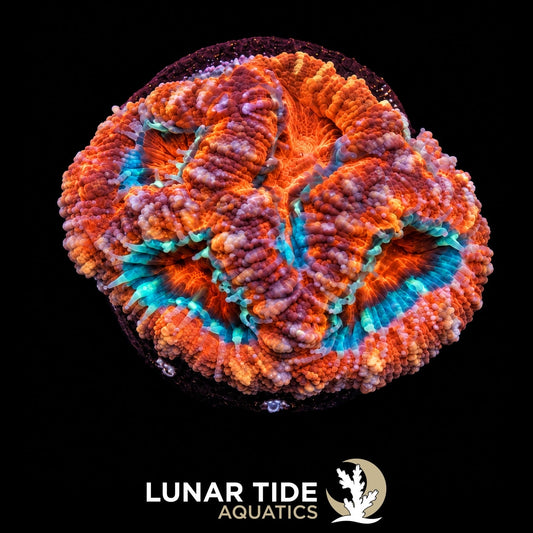 Molten Nebula coral