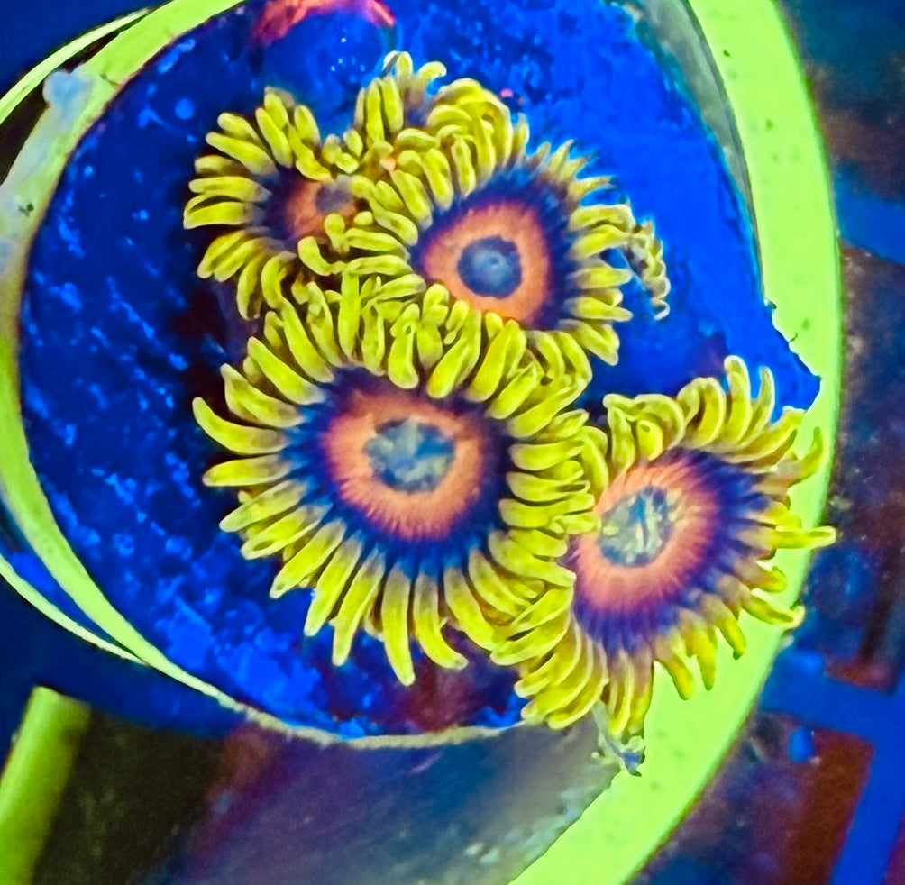 LTA Super Sunflower Zoanthids