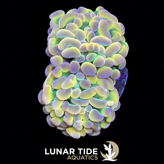 Rainbow Hologram Hammer coral