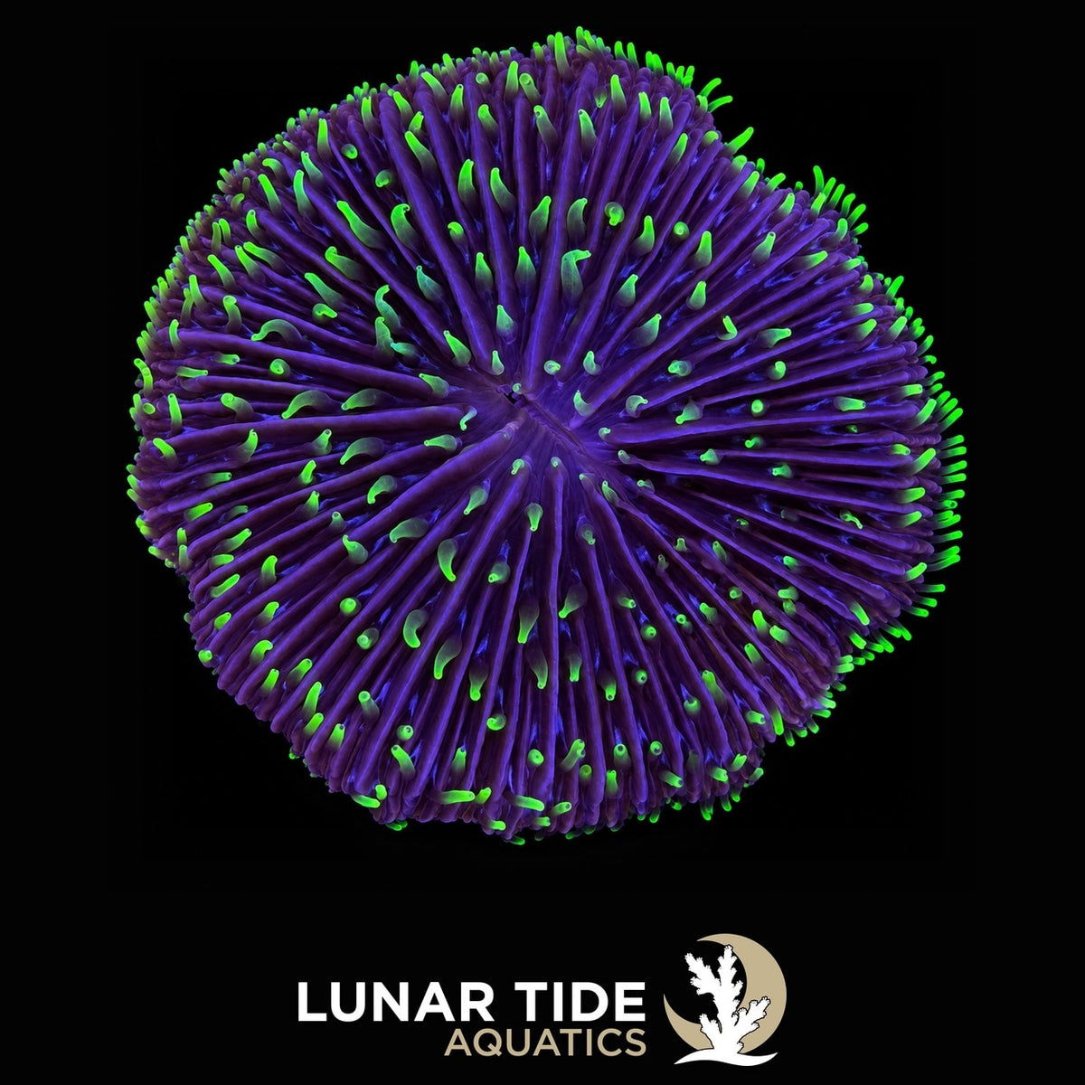 LT Toxic Eclipse Plate Coral coral