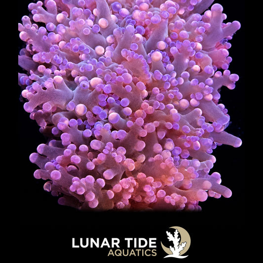 Cotton Candy Frogspawn coral