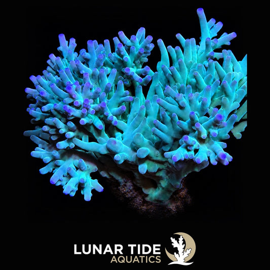 ORA Hawkins Echinata Deepwater Acro coral