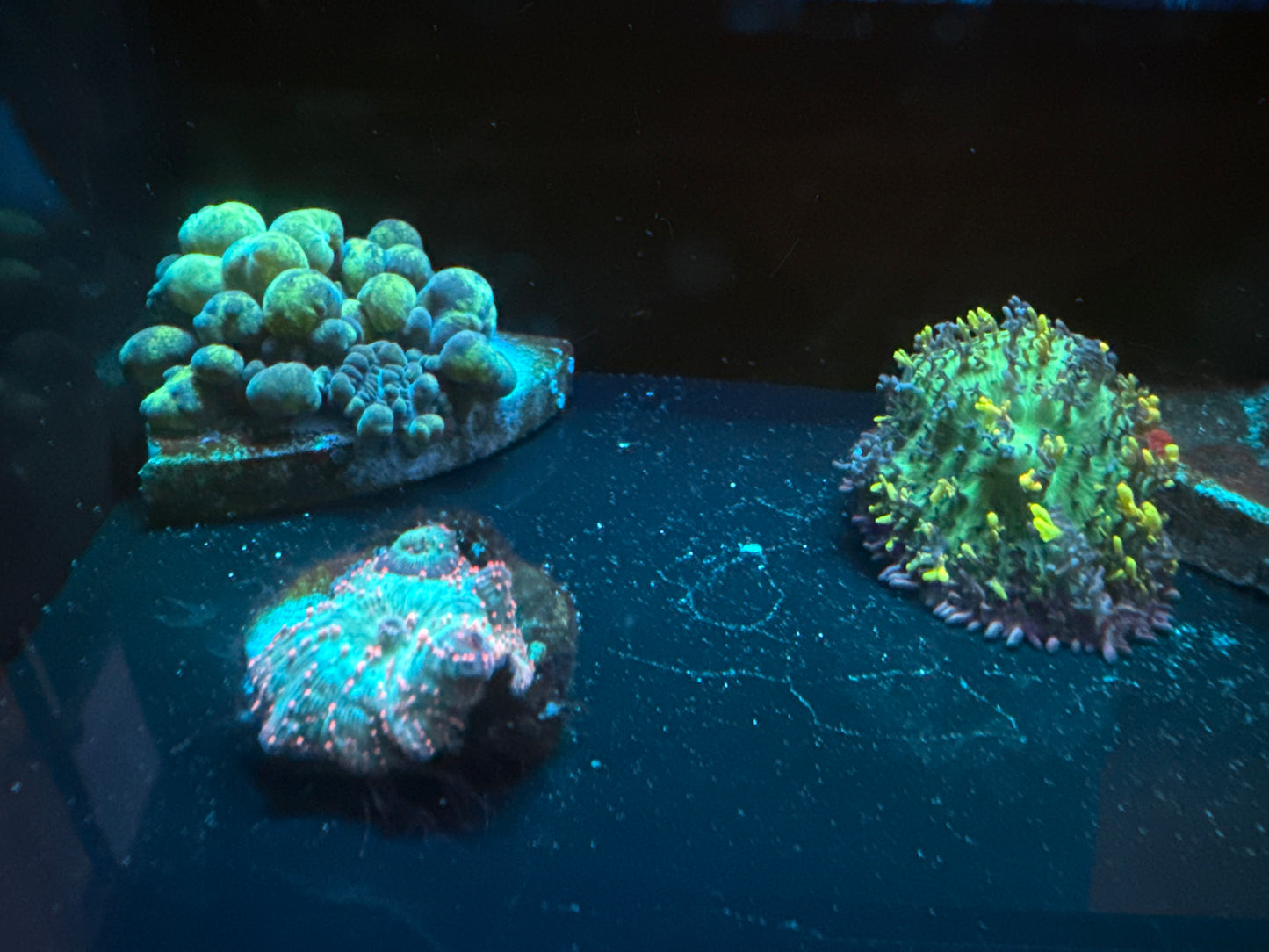 Mushroom 2-Pack (WYSIWYG)