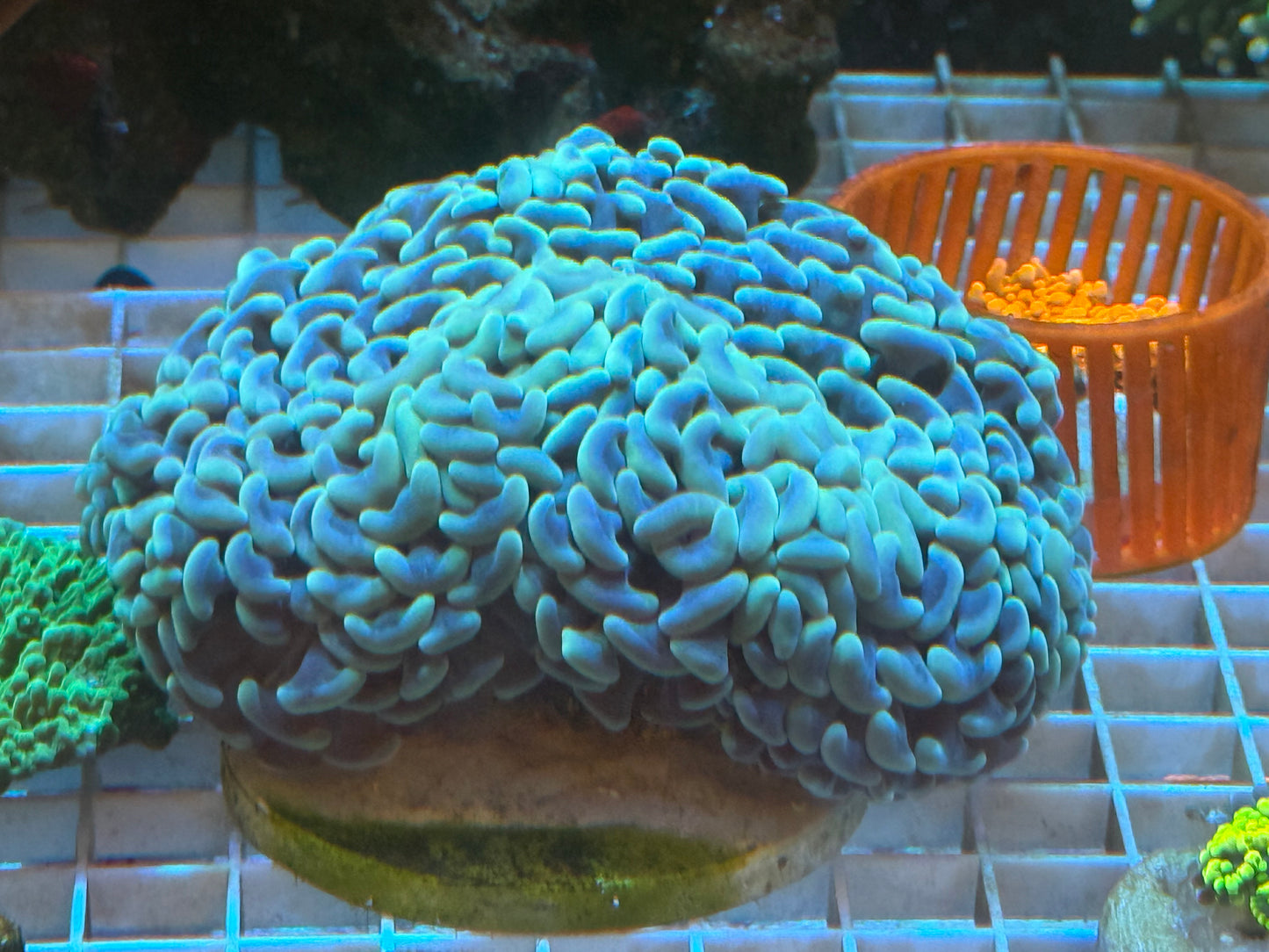 LTA - Teal Wall Hammer