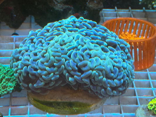 LTA - Teal Wall Hammer