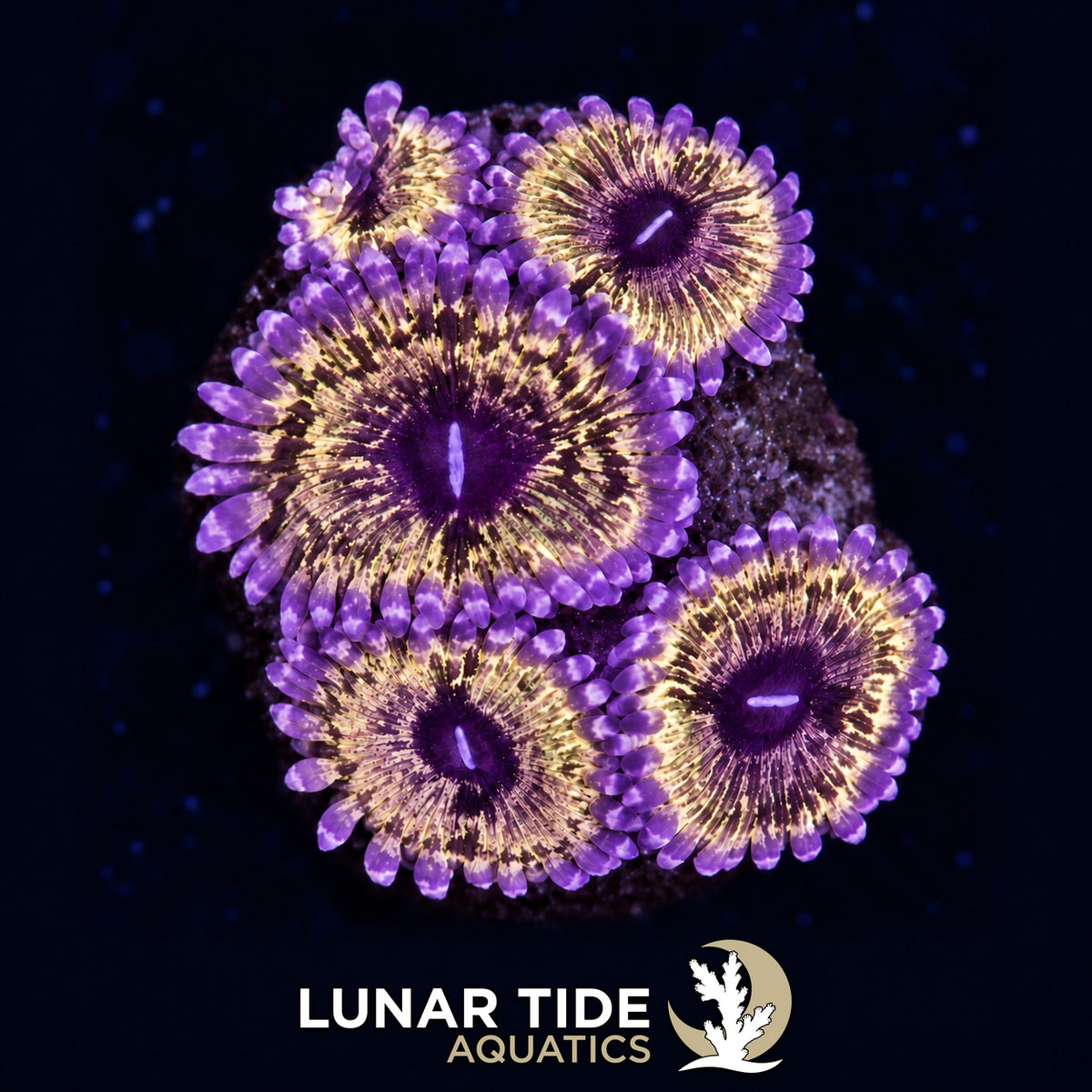 LT Purple Punch Zoas coral