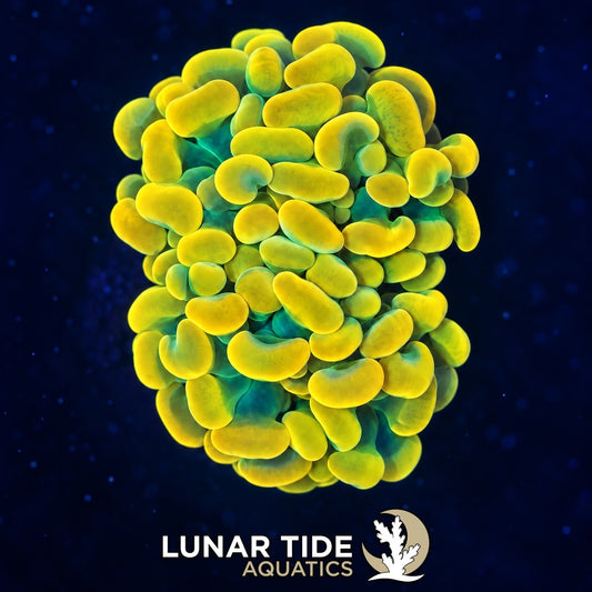 Willy Wonka Hammer coral