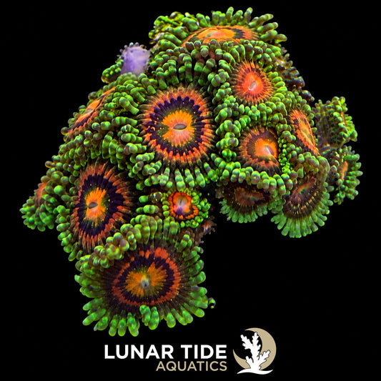 Lunar Tide Aquatics coral photo