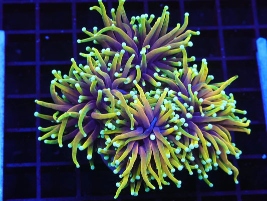 LTA Dragon Soul Torch - ALMOST WYSIWYG