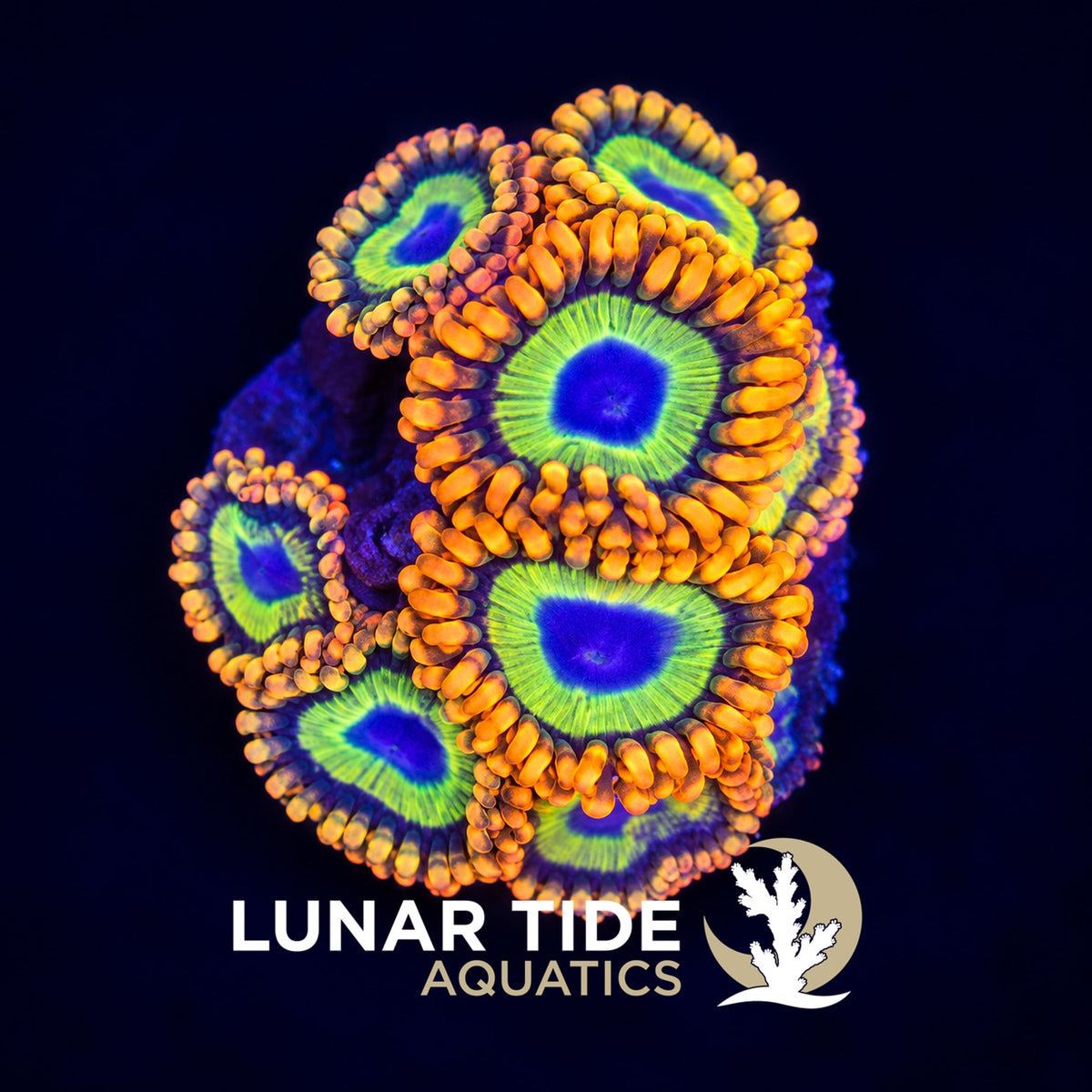 Fruitloops coral