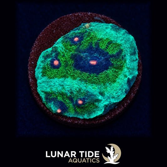 Avatar Chalice coral