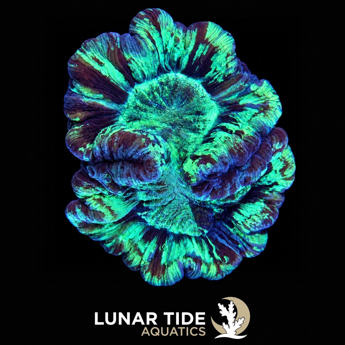 Aurora Tide Rainbow Trachy coral