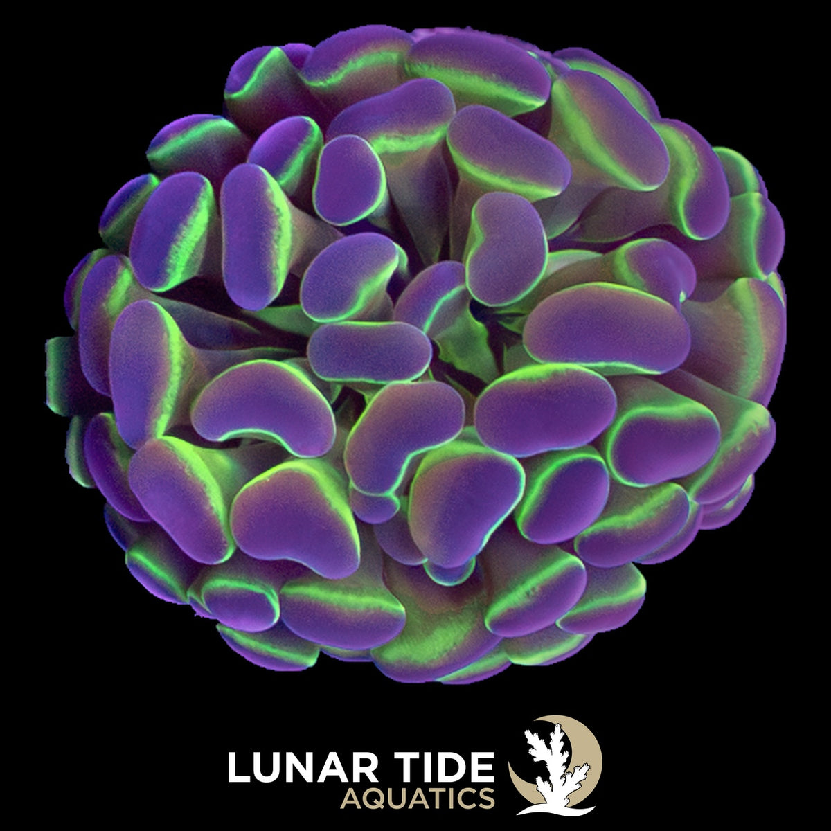 Glo-Up Hologram Hammer coral