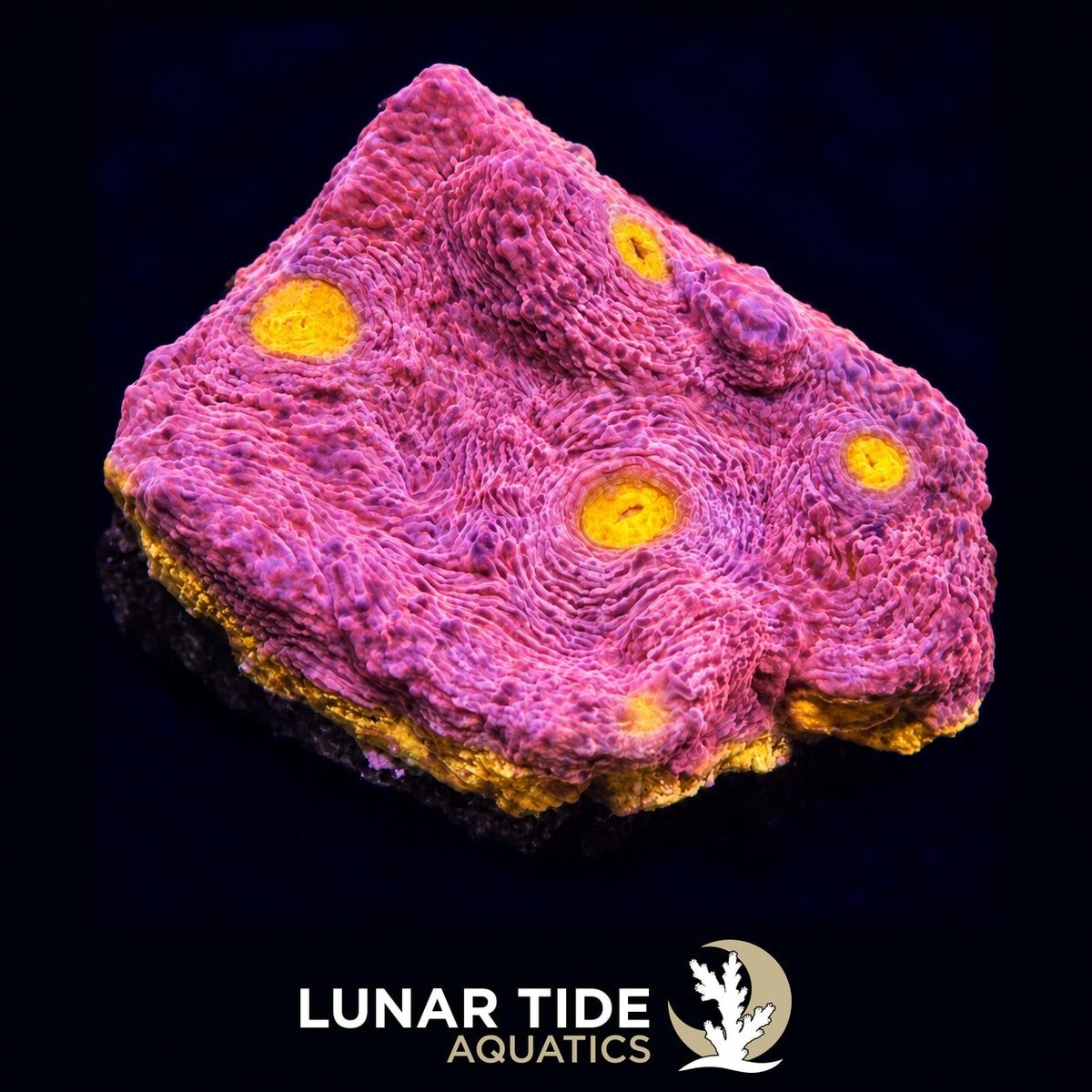 WWC Banana Boom Chalice coral