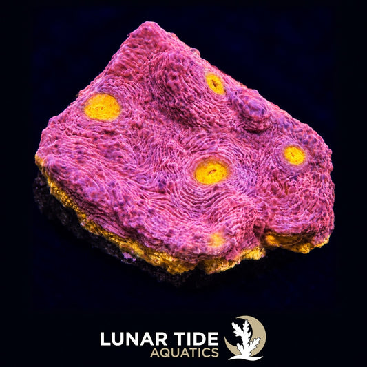 WWC Banana Boom Chalice coral