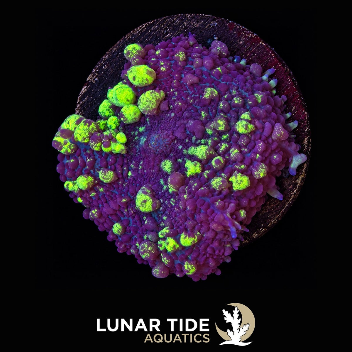 TSA Uranium Bounce Mushroom coral