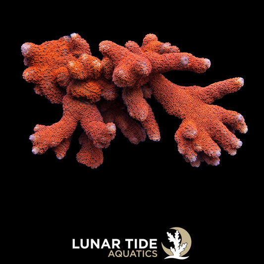 Red Digitata coral