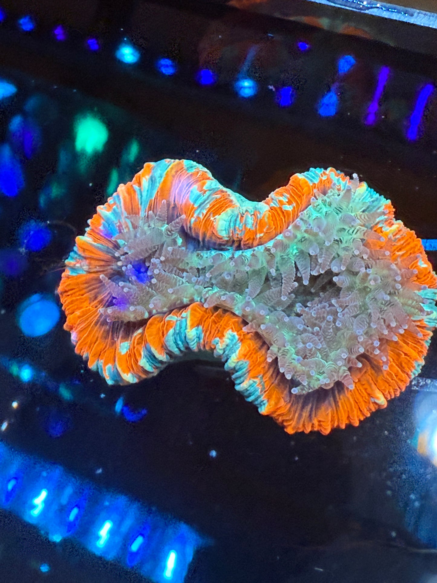 Ultra Trachyphyllia (WYSIWYG)