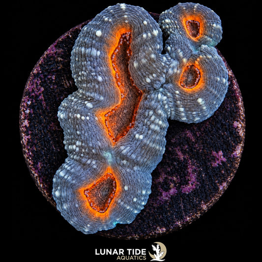Molten Envy Lobo coral