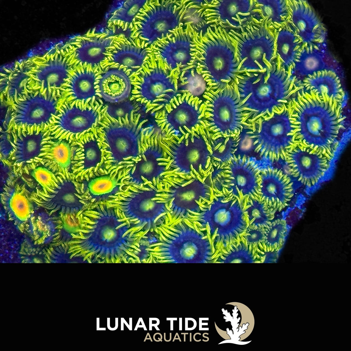 Blueberry Fields coral