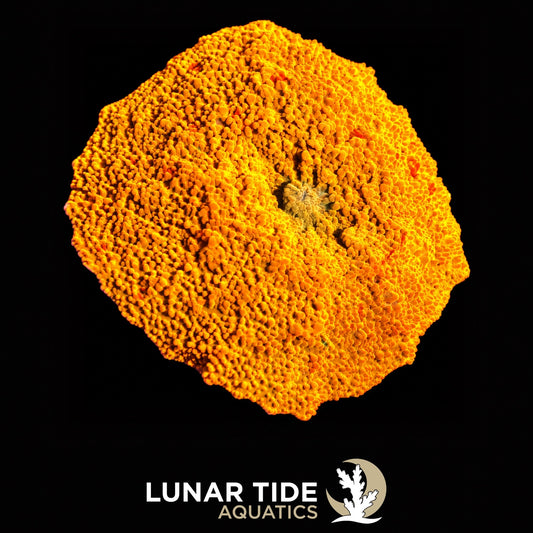 Lunar Tide Aquatics coral photo