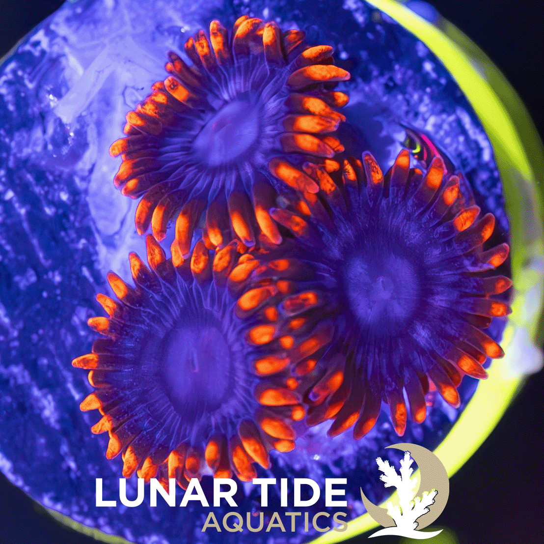 LT Superman Zoanthids