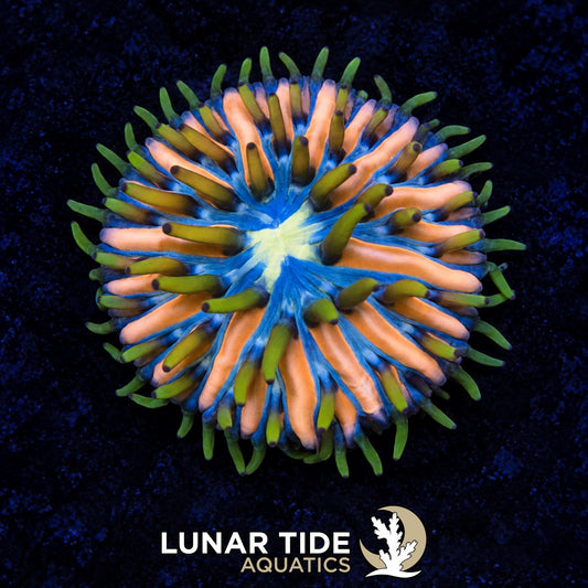 Lunar Tide Aquatics coral photo