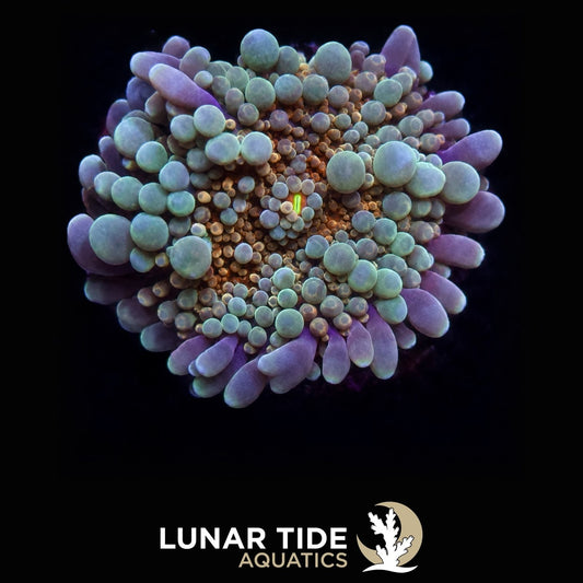 Ice Flare Bounce Mushroom coral