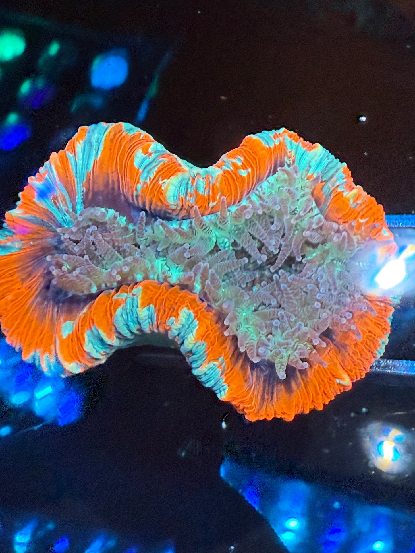 Ultra Trachyphyllia (WYSIWYG)