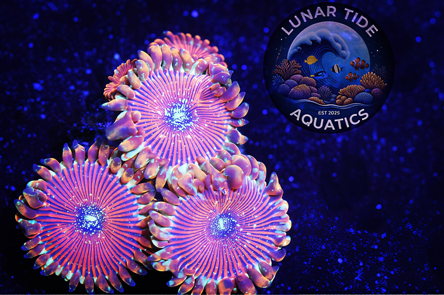 LTA Cosmic Magician Zoas - ALMOST WYSIWYG
